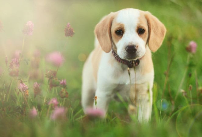 Kép Cute beagle dog puppy
