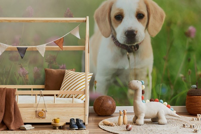 Kép Cute beagle dog puppy