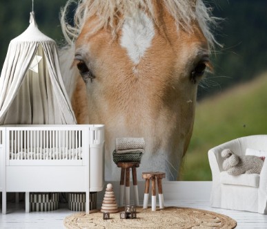 Afbeeldingen van Haflinger foal South Tyrol Italy