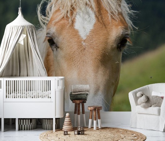 Afbeeldingen van Haflinger foal South Tyrol Italy