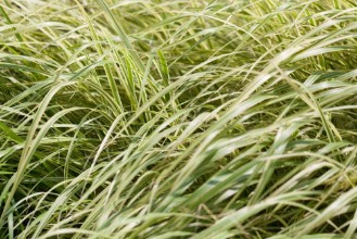 Picture of A meadow full of green tall grass