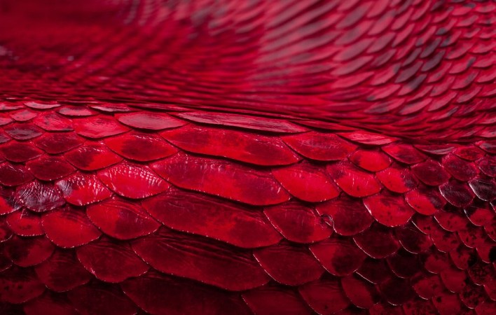 Picture of Python snakeskin leather background snake skin texture animal reptile