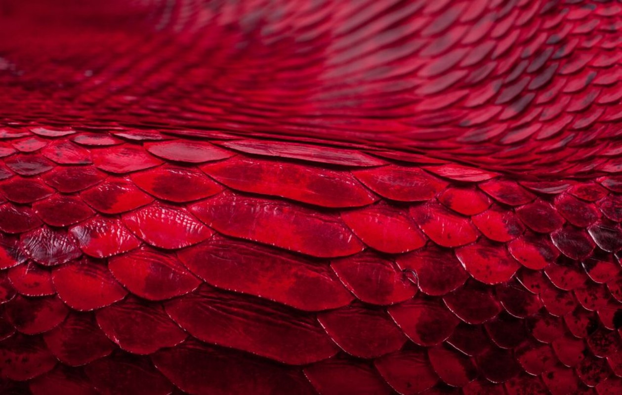 Image de Python snakeskin leather background snake skin texture animal reptile