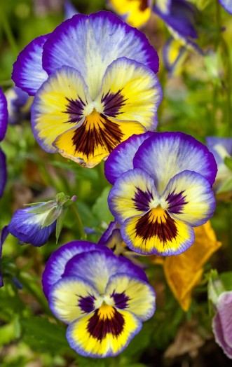 Picture of Blue-yellow pansies