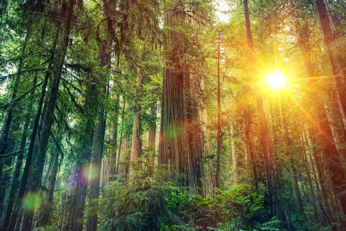 Picture of Scenic Forest Sunset