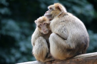 Poza cu Berber Monkeys