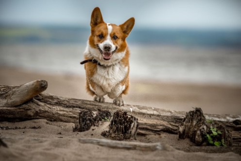Picture of Welsh Corgi Cardigan