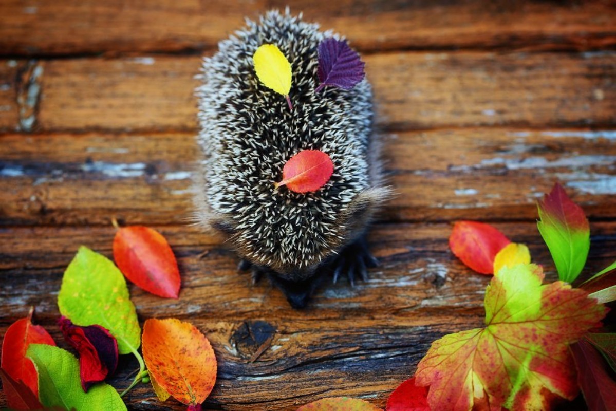 Afbeeldingen van Hedgehog on the old wooden background in grunge style with autumn leaves rural retro style
