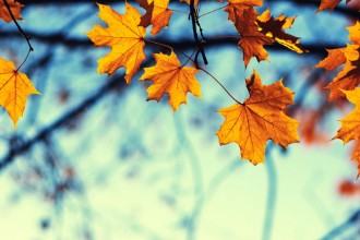 Obrázok z Autumn leaves on sky