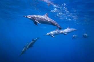 Attēls Dolphin Pod