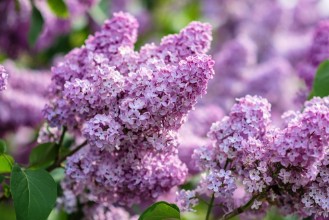 Снимка на Green branch with spring lilac flowers