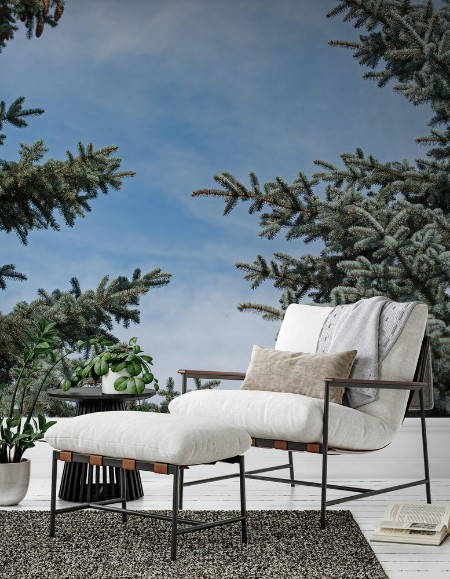 Picture of Spruce branches form a beautiful frame