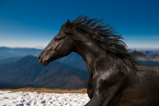 Bild på Black Horse portrait runs on the mountains and blue sky background