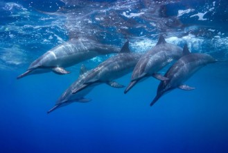 Picture of Diving Pod