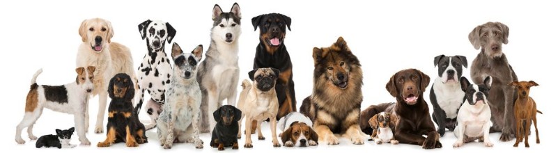 Attēls Verschiedene Rassehunde