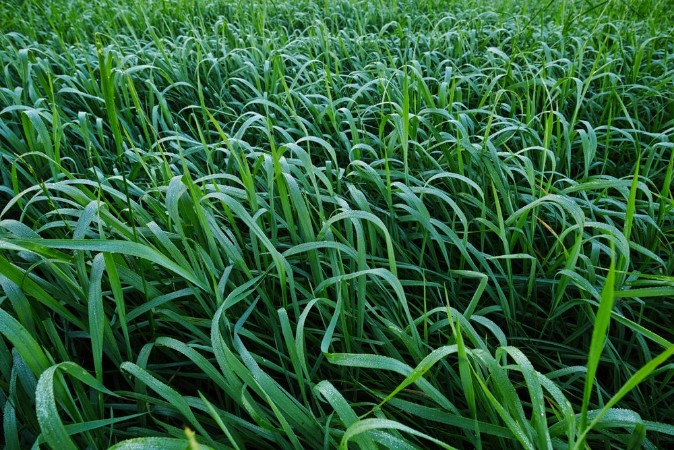 Picture of Green Reeds