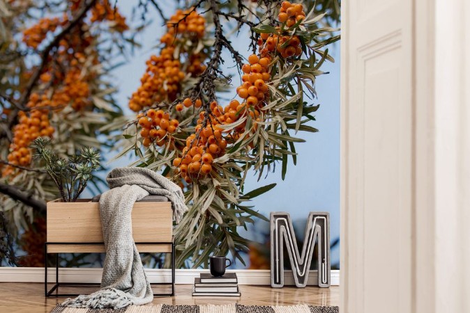 Picture of Berries of sea buckthorn on a branch against the blue sky