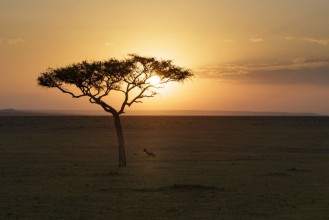 Bild på Lone Topi and Acacia Sunrise