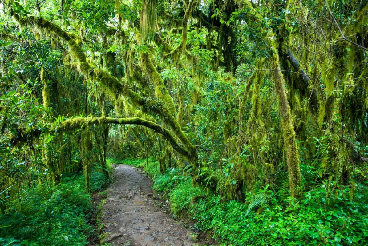 Picture of Dense vegetation surrounding the climbing trail on Mt Kilimanjaro Tanzania
