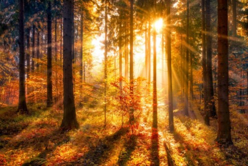 Sonnendurchfluteter Herbstwald photowallpaper Scandiwall