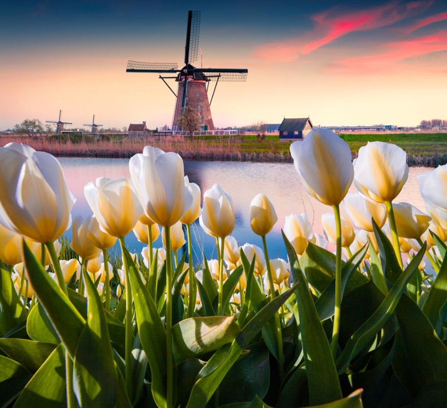 Picture of The famous Dutch windmills
