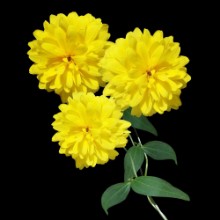Picture of Beautiful floral background of delicate flowers rudbeckia 