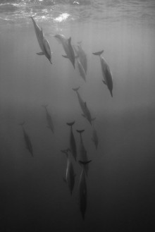 Attēls Diving Pod BW