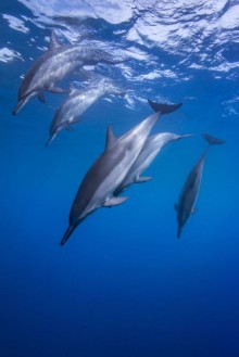 Bild von Spinner Dolphins Diving