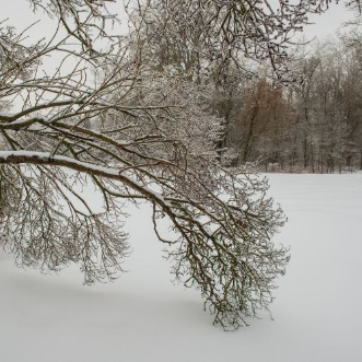 Picture of Tree branch covered with ice