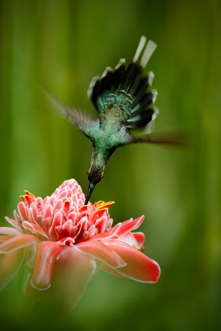 Picture of Beautiful hummingbird acrobatic fly with pink flower Hummingbird Green Hermit Phaethornis guy flying next to beautiful red flower with green forest background Wildlife scene from tropic forest
