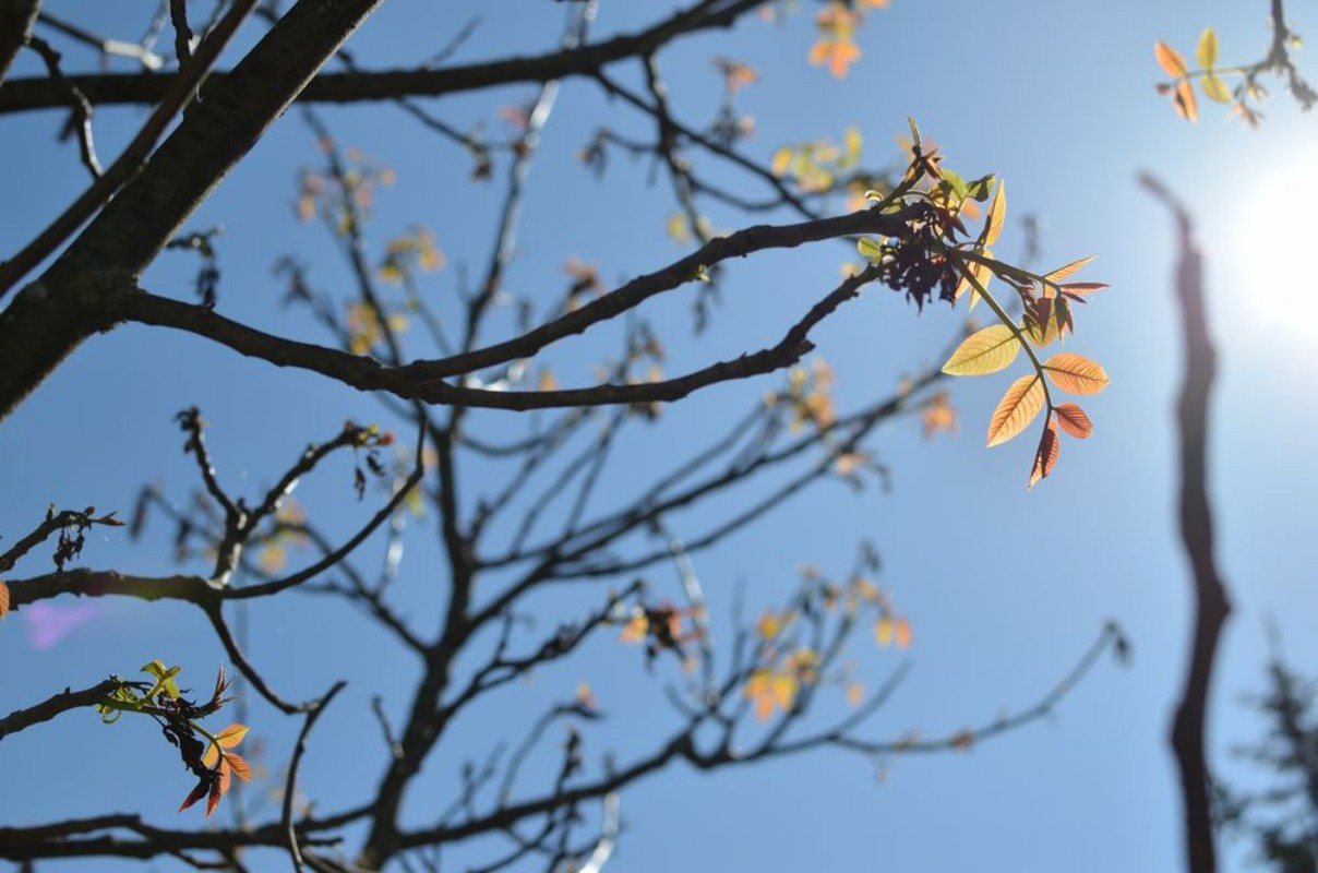 Afbeeldingen van Branches and young leaves structure in springtime at back light
