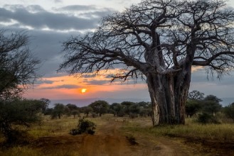 Pilt Baobab at Sunset Tanzania