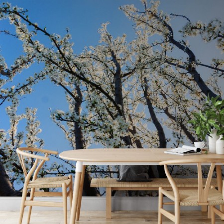 Picture of Spring tree blossoms