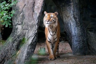 Pilt Bengal Tiger in forest