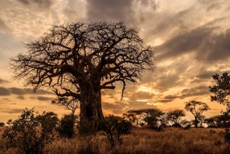 Pilt Baobab Tree at Sunset Tanzania