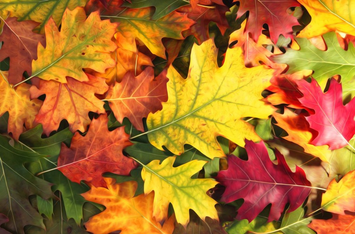 Image de Fall Colors