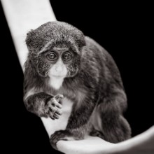 Image de Baby De Brazzas Monkey VII