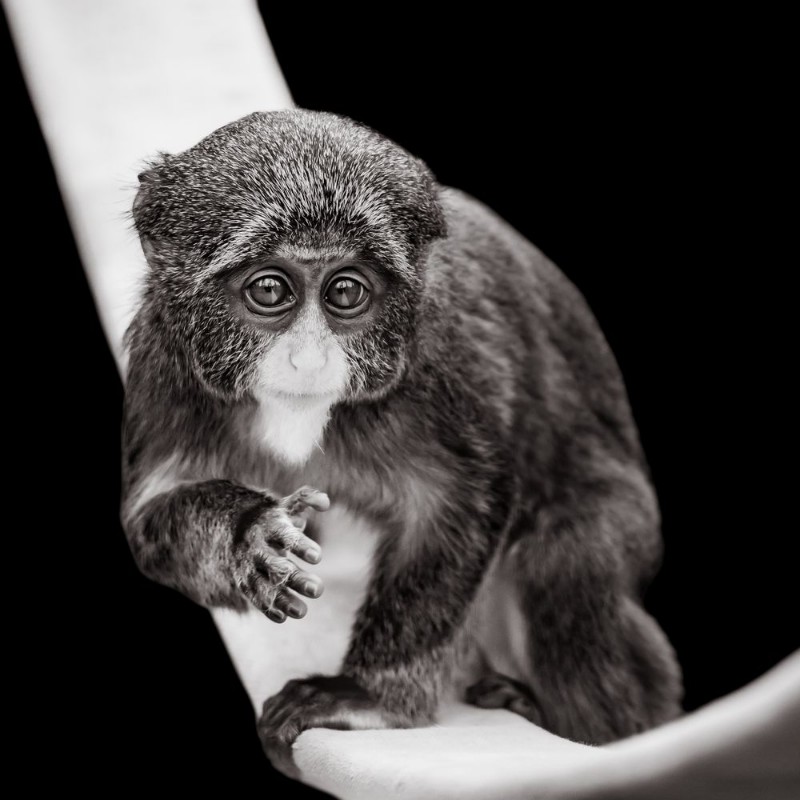 Picture of Baby De Brazzas Monkey VII