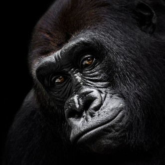 Picture of Western Lowland Gorilla VI