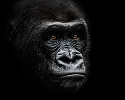 Western Lowland Gorilla IV photowallpaper Scandiwall