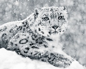 Bild von Snow Leopard In Snow Storm III