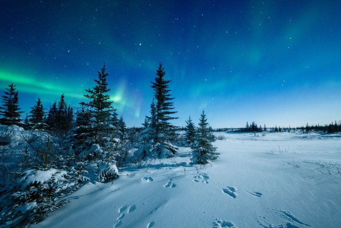 Image de Snowshoe Hare Tracks And The Aurora Borealis