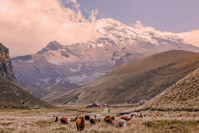 Afbeeldingen van Herd Of Llamas Grazing At Chimborazo Volcano