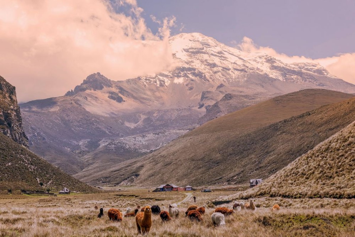 Picture of Herd Of Llamas Grazing At Chimborazo Volcano