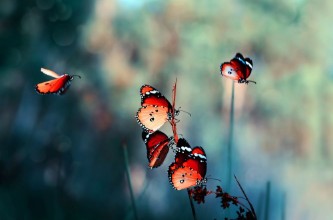 Bild von Butterfly
