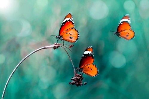 Afbeeldingen van Butterflies