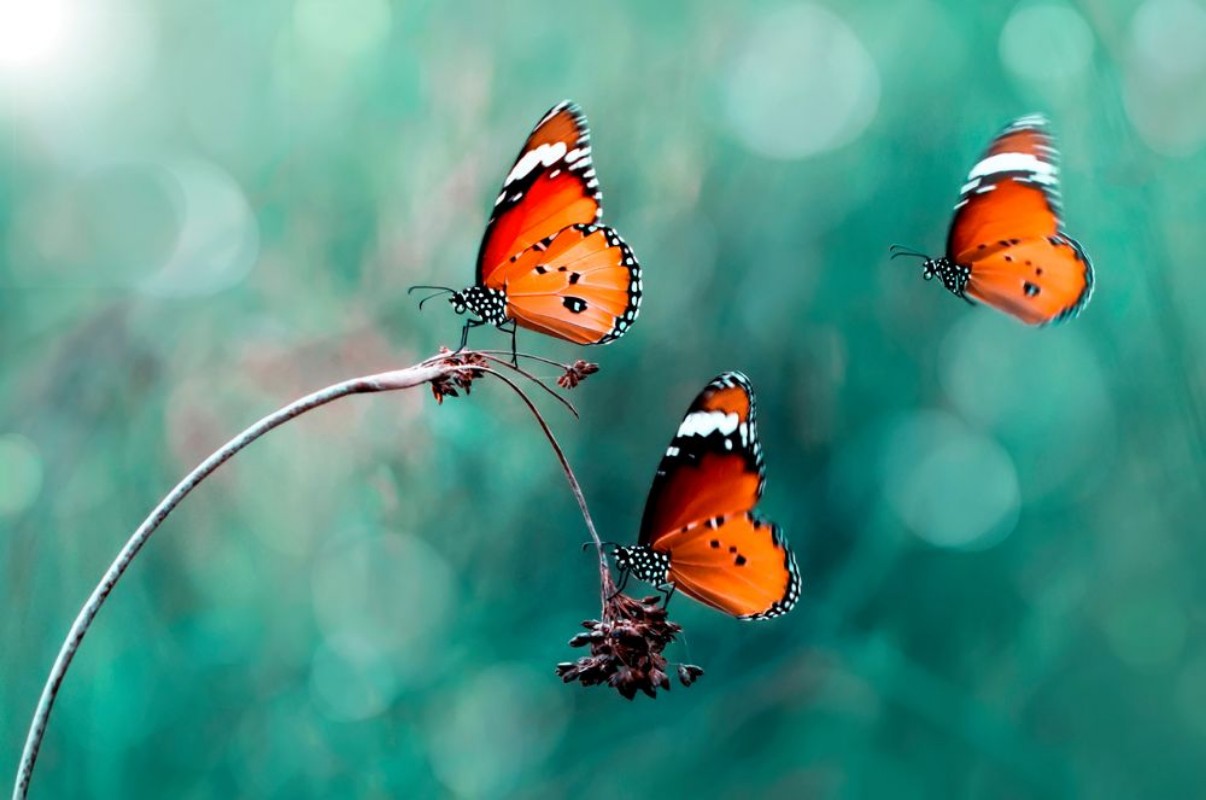 Afbeeldingen van Butterflies