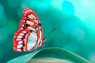 Bild von Butterfly