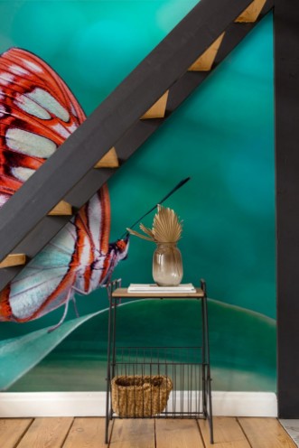 Picture of Butterfly