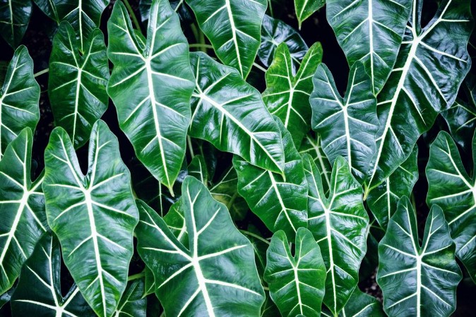 Image de Leaf Chestplate